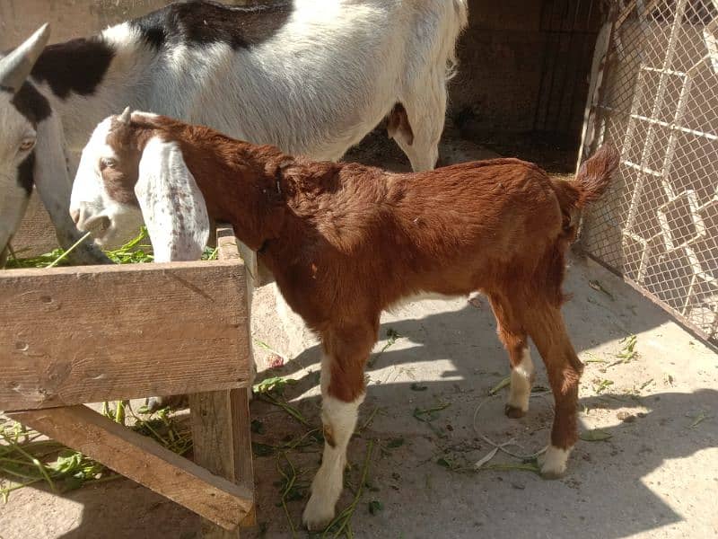 Tapri Goat with ablaq male kid 12