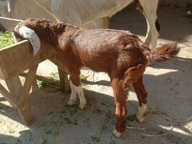 Tapri Goat with ablaq male kid 13