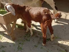 Tapri Goat with ablaq male kid