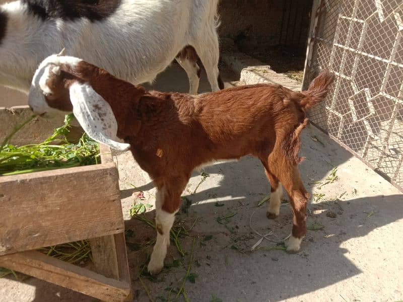 Tapri Goat with ablaq male kid 15