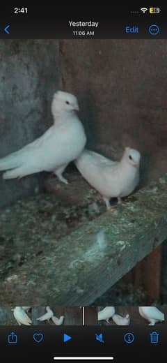 fancy pigeons breeder pairs