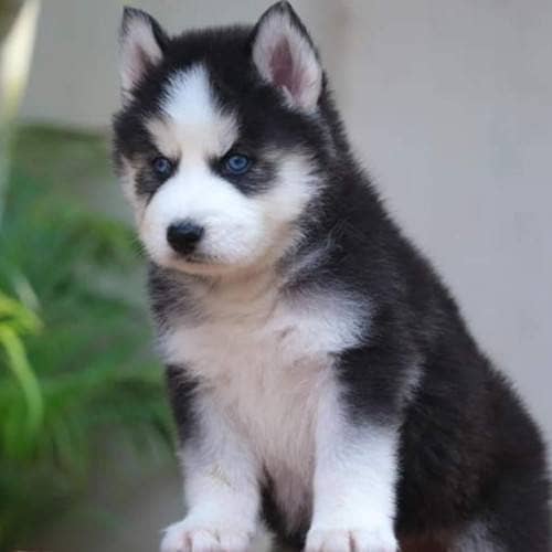 Husky puppies 03361777030 0