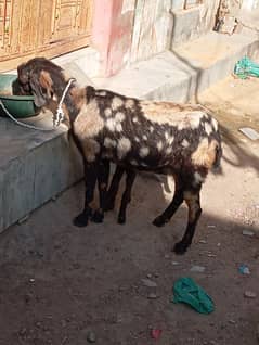 bakri bacha for sale