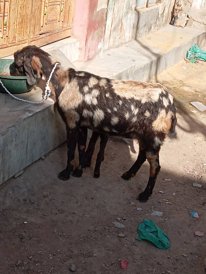 bakri bacha for sale 0