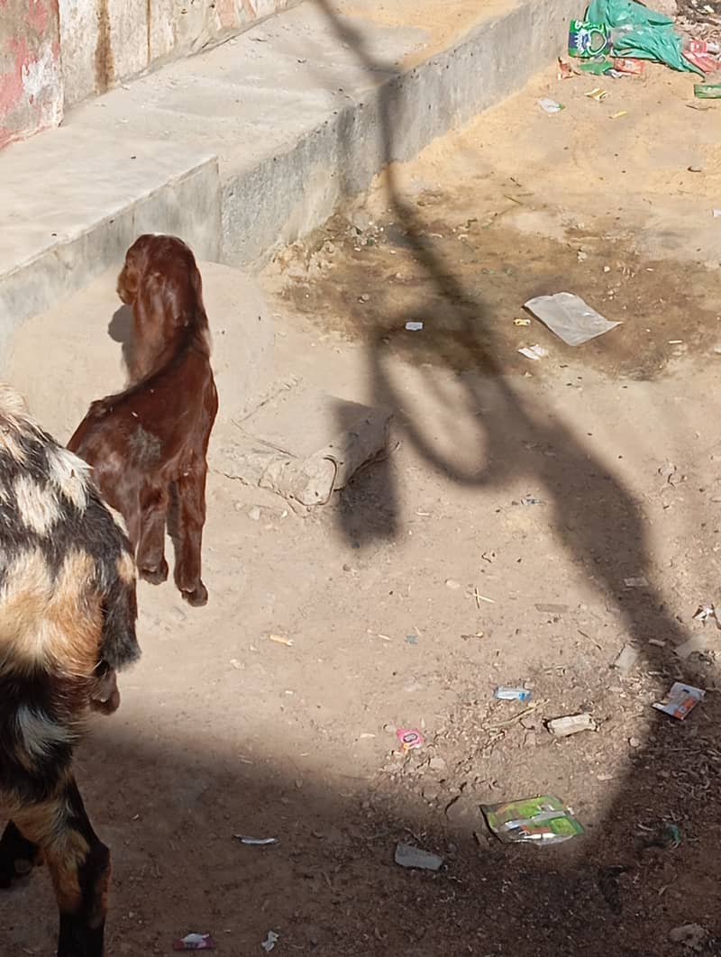 bakri bacha for sale 1