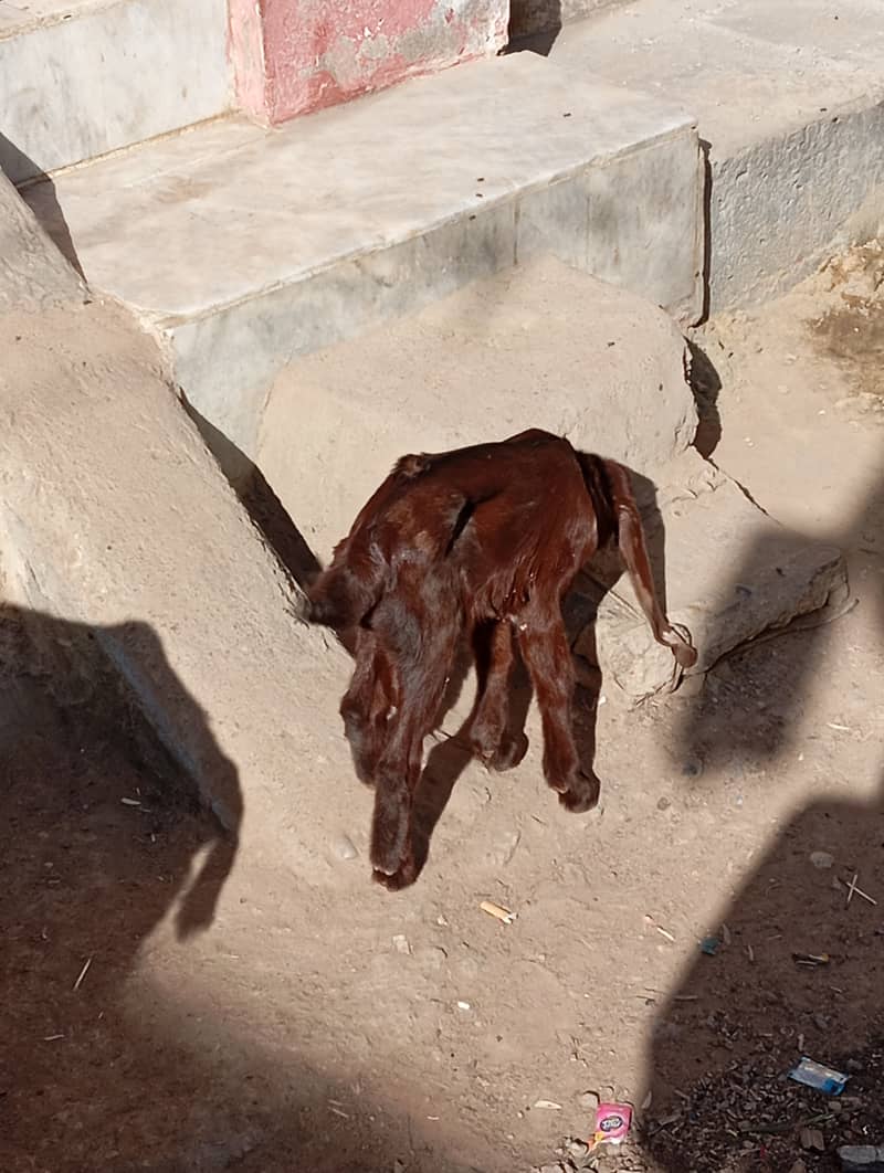 bakri bacha for sale 2