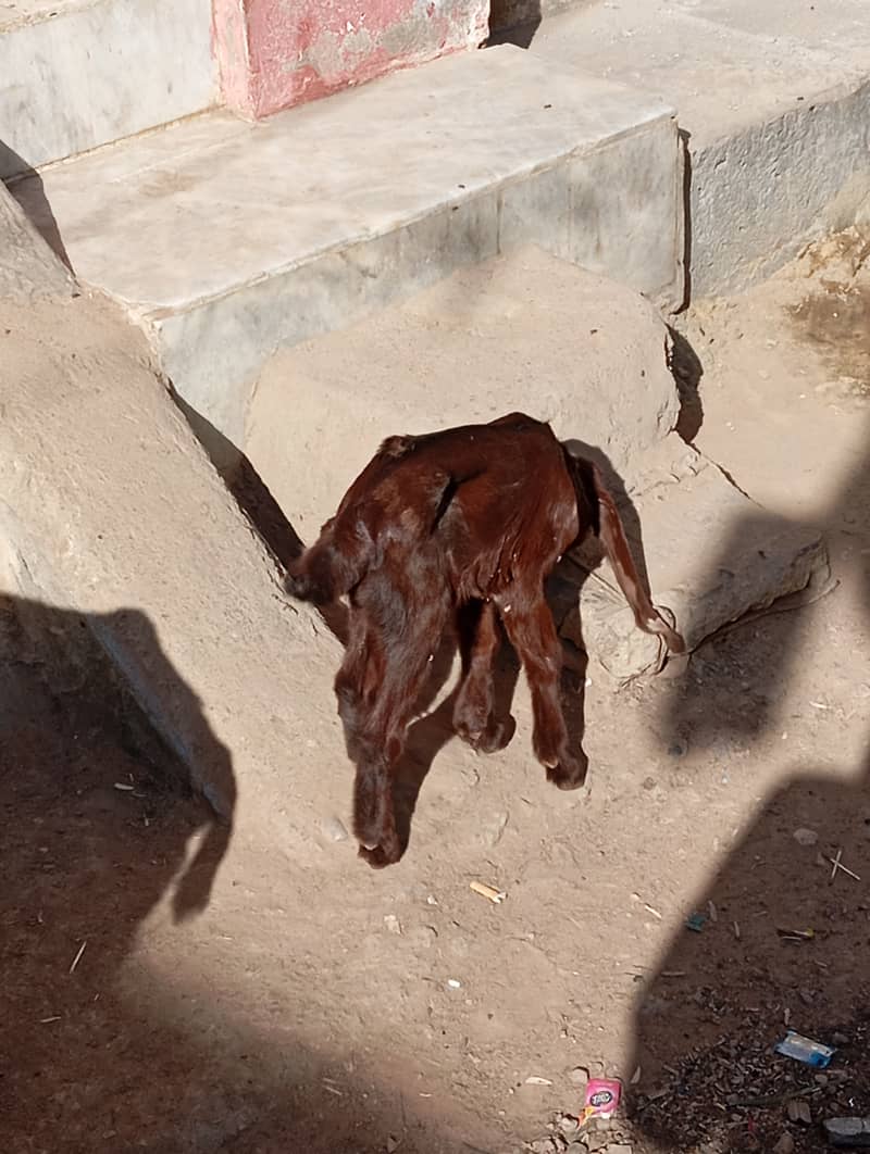 bakri bacha for sale 3