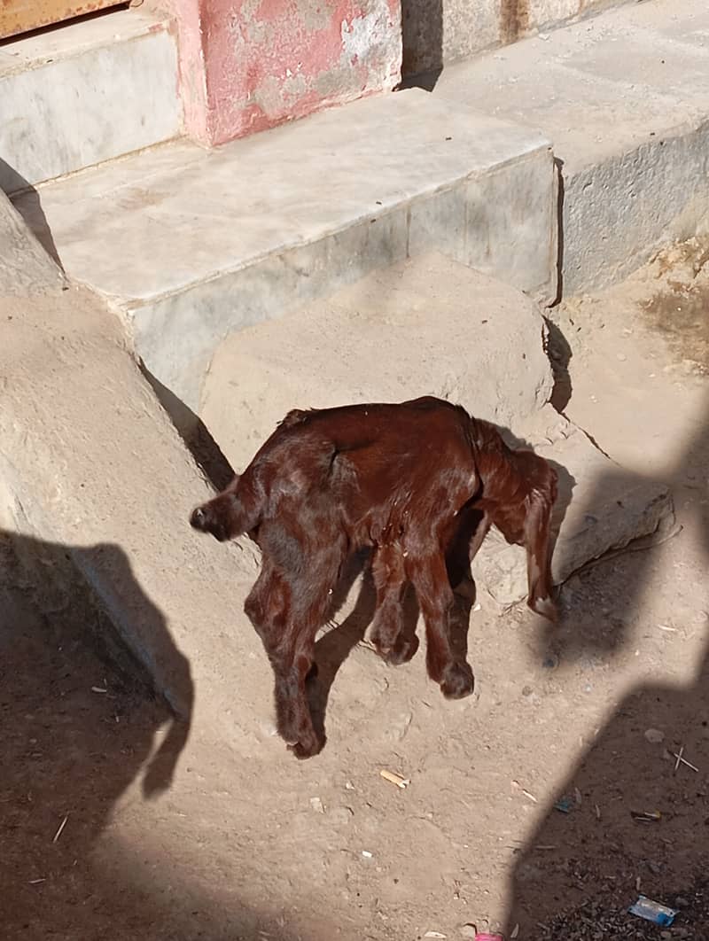 bakri bacha for sale 4