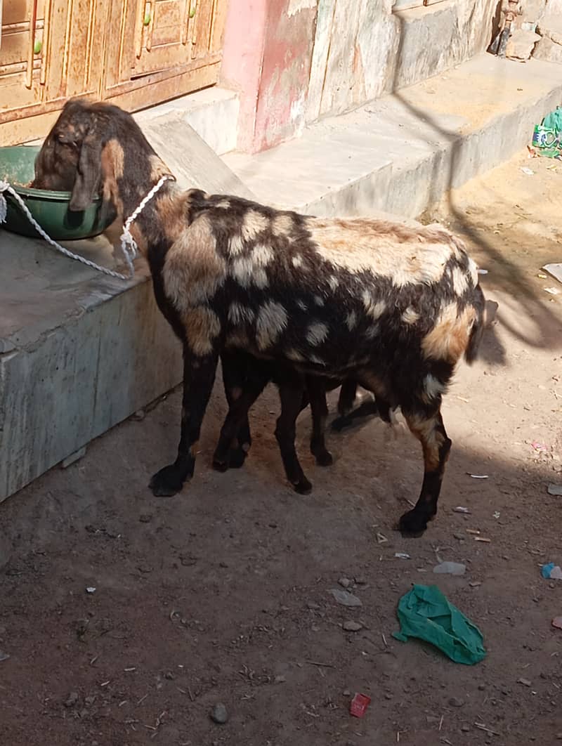 bakri bacha for sale 5