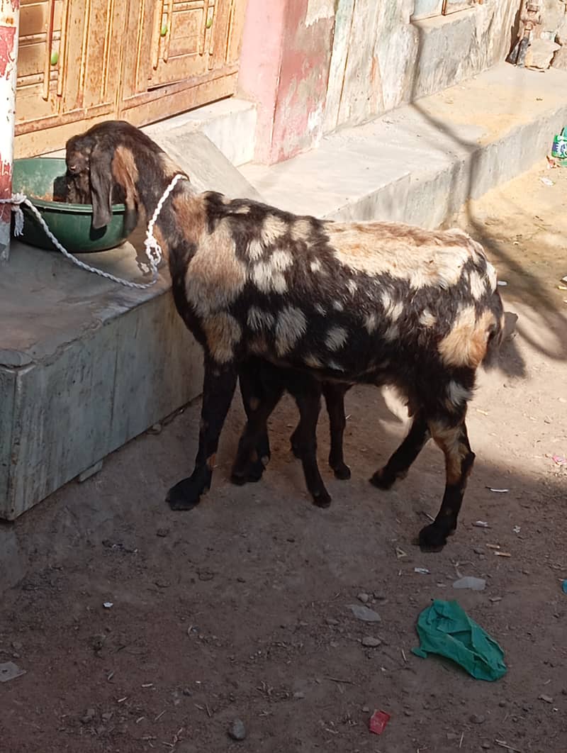 bakri bacha for sale 6