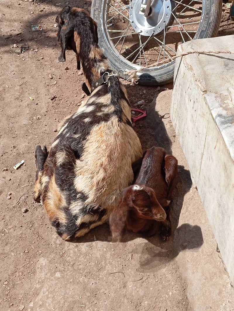 bakri bacha for sale 7