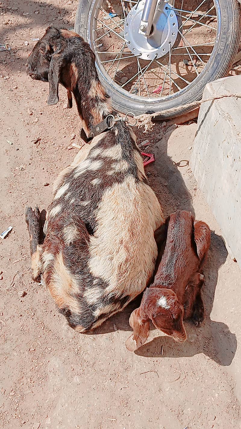 bakri bacha for sale 10