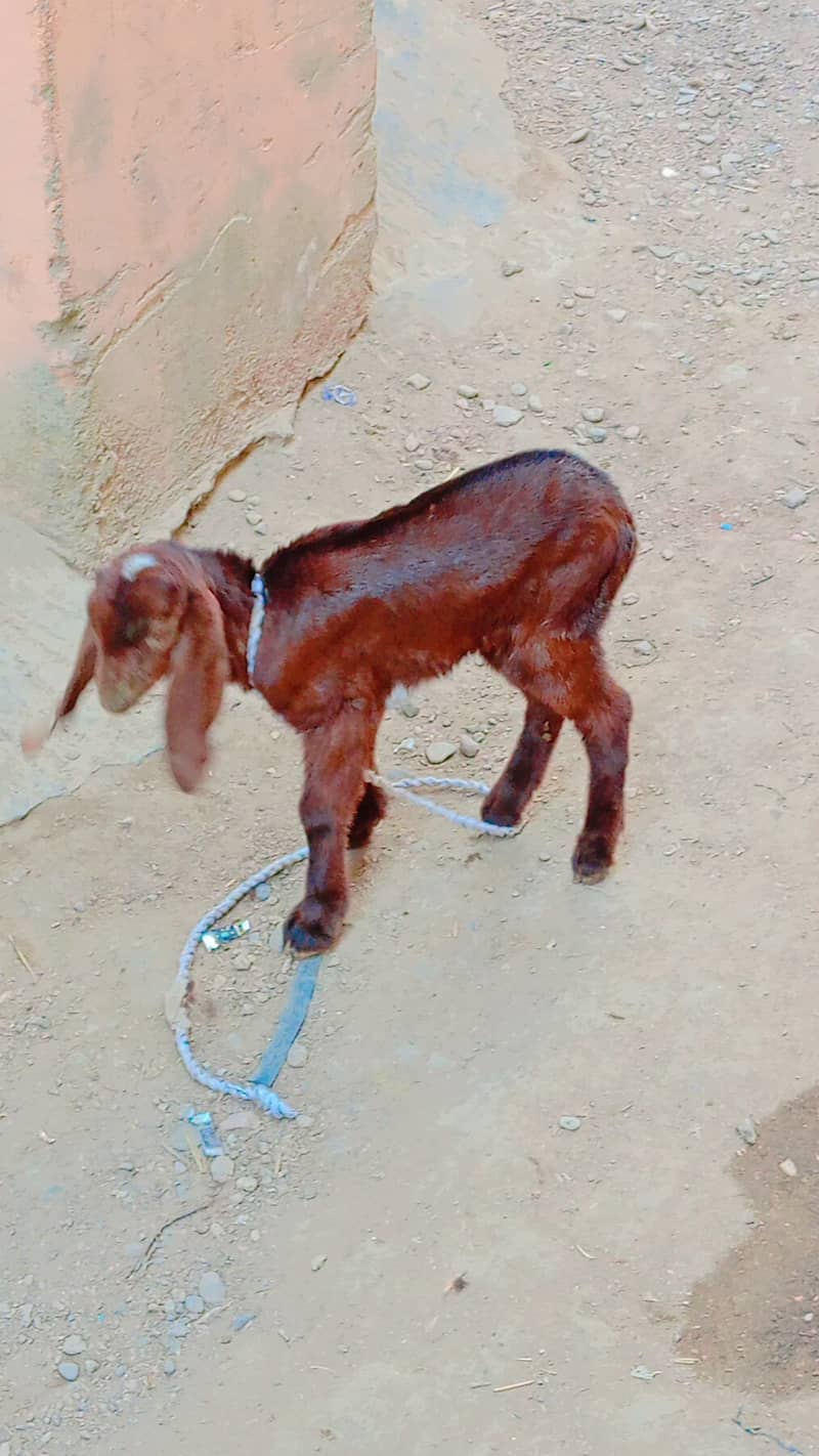 bakri bacha for sale 11