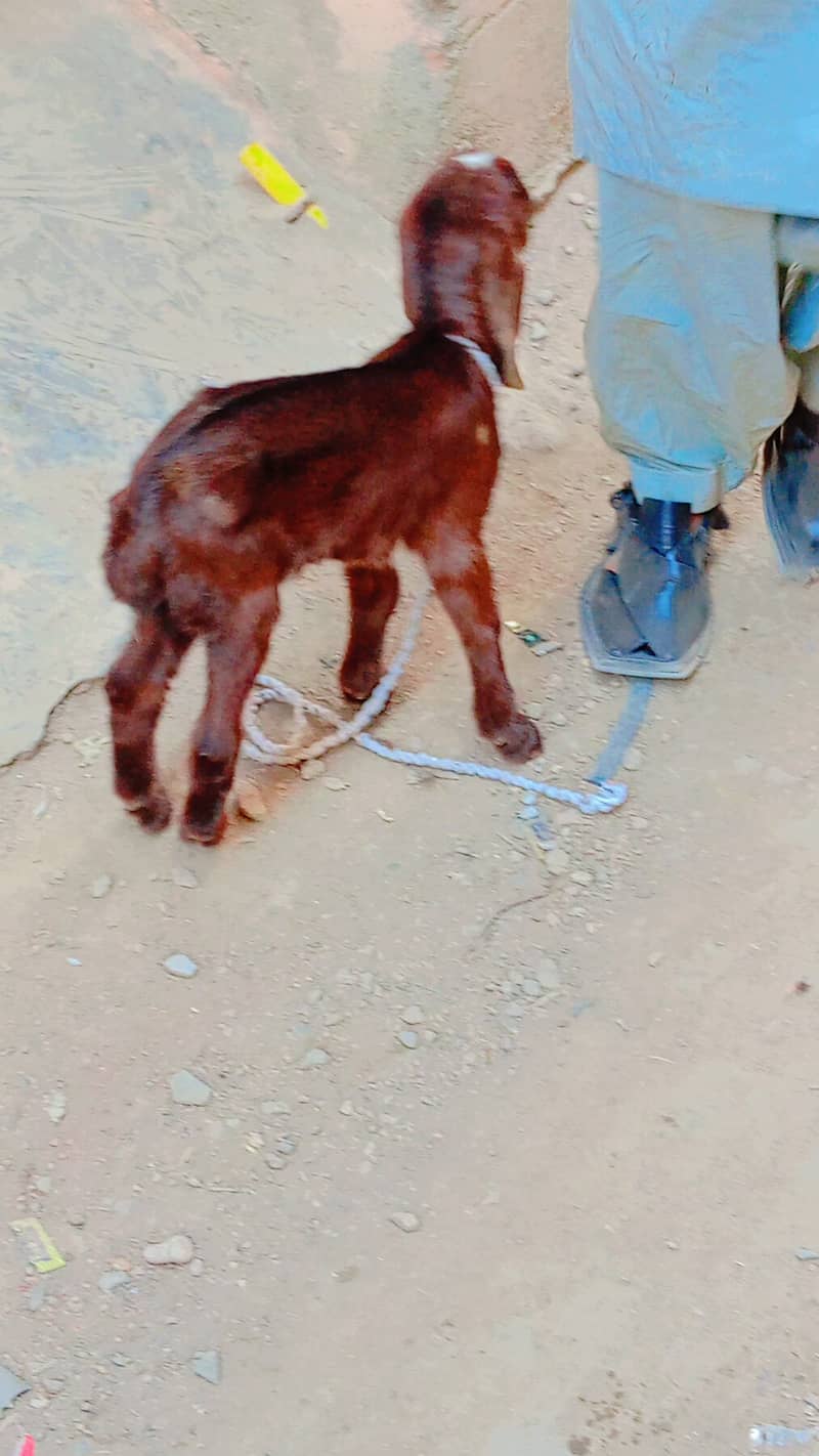 bakri bacha for sale 12