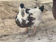 Aseel Rooster, Misri Hen, Laka pigeon, and Duck