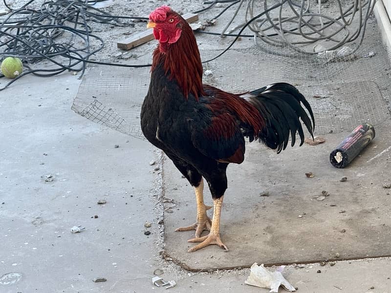 Aseel Rooster, Misri Hen, Laka pigeon, and Duck 5