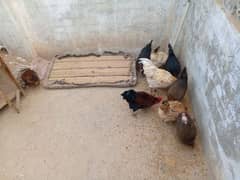 6hens or 3 morgy  for sale