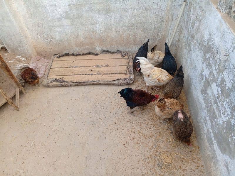 6hens or 3 morgy  for sale 0