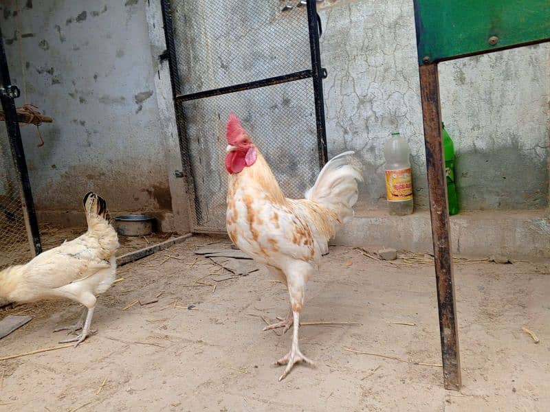 6hens or 3 morgy  for sale 1