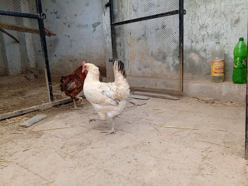 6hens or 3 morgy  for sale 2