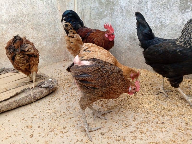 6hens or 3 morgy  for sale 3