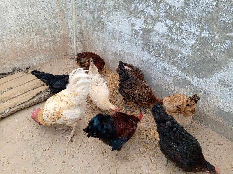 6hens or 3 morgy  for sale 5