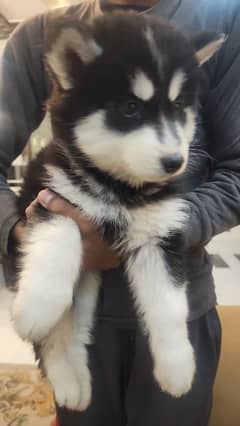 Husky puppies for sale