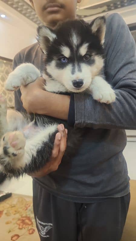 Husky puppies for sale 1