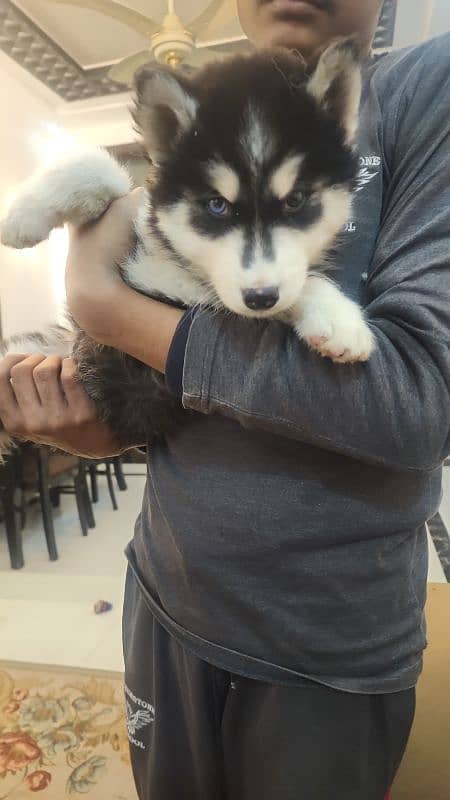 Husky puppies for sale 2