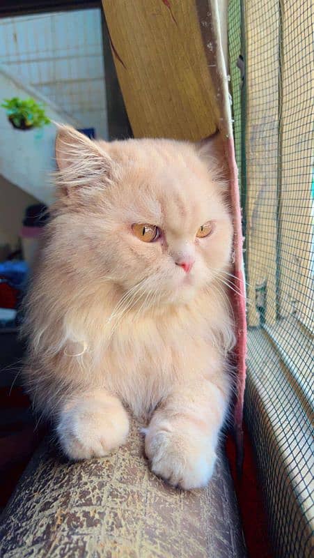 Beautiful Persian male cat 0