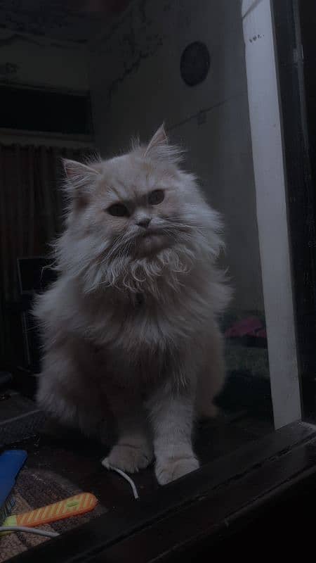 Beautiful Persian male cat 1