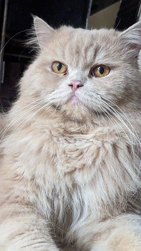 Beautiful Persian male cat 2