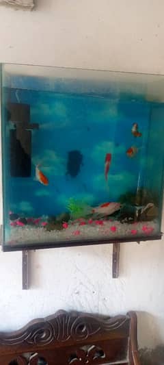 fish aquarium