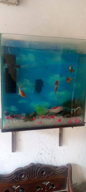 fish aquarium 0