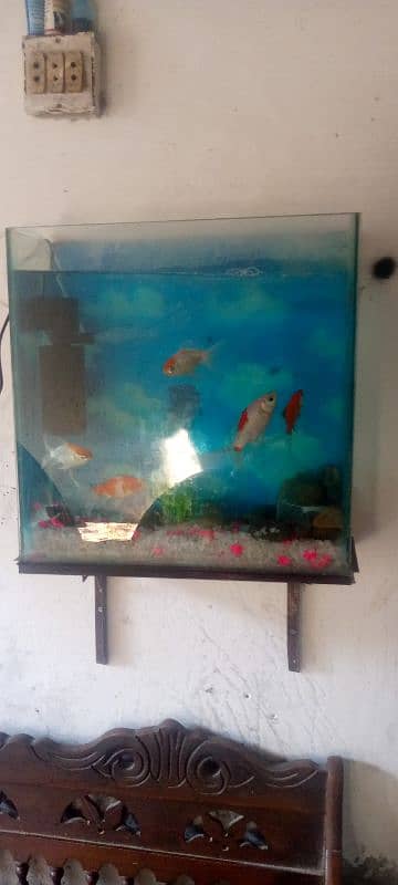 fish aquarium 1