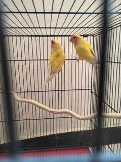 lovebirds(latino) pair  for sale ,cage nesting box and sticks