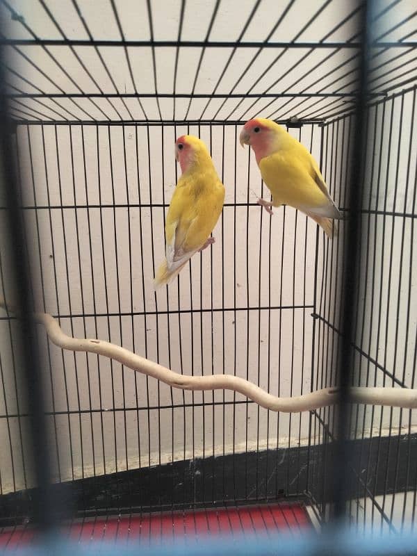 lovebirds(latino) pair  for sale ,cage nesting box and sticks 0