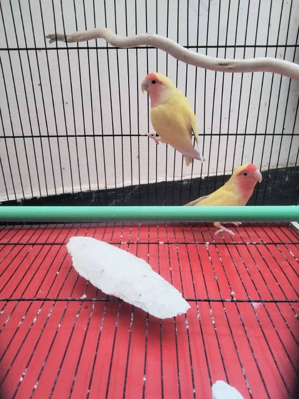 lovebirds(latino) pair  for sale ,cage nesting box and sticks 1