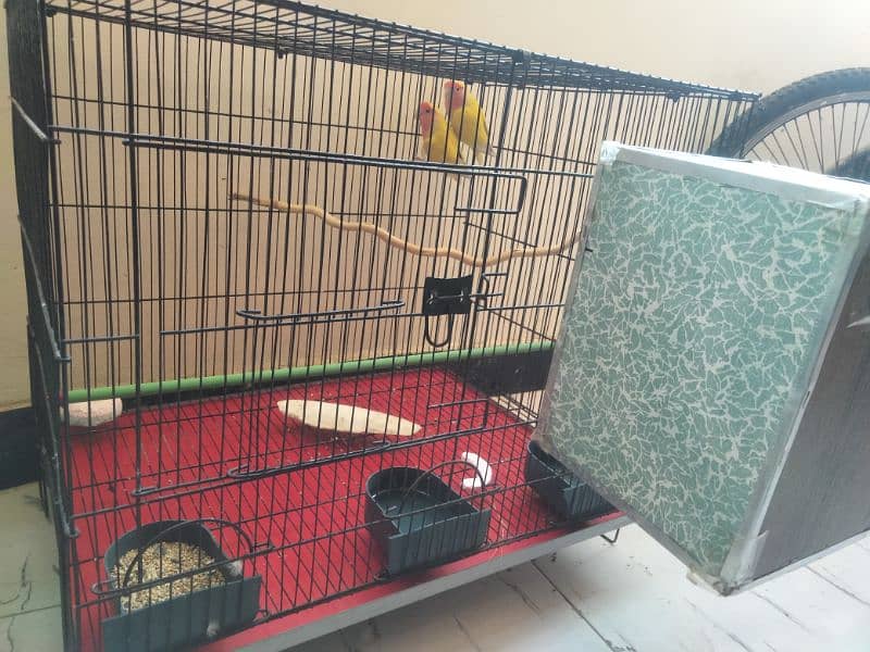 lovebirds(latino) pair  for sale ,cage nesting box and sticks 2