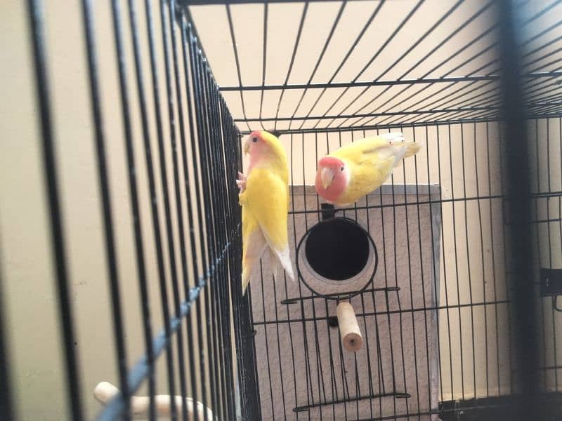 lovebirds(latino) pair  for sale ,cage nesting box and sticks 3