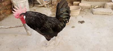 Australorp