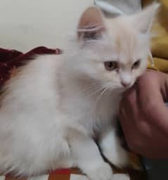 Persian kitten