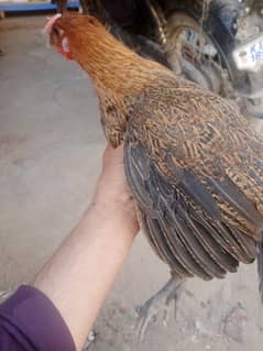 3 no Murgi damke dar ofer