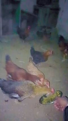 pure Desi hens for sale gar ki Pali huei