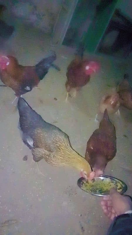 pure Desi hens for sale gar ki Pali huei 1