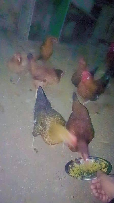 pure Desi hens for sale gar ki Pali huei 2