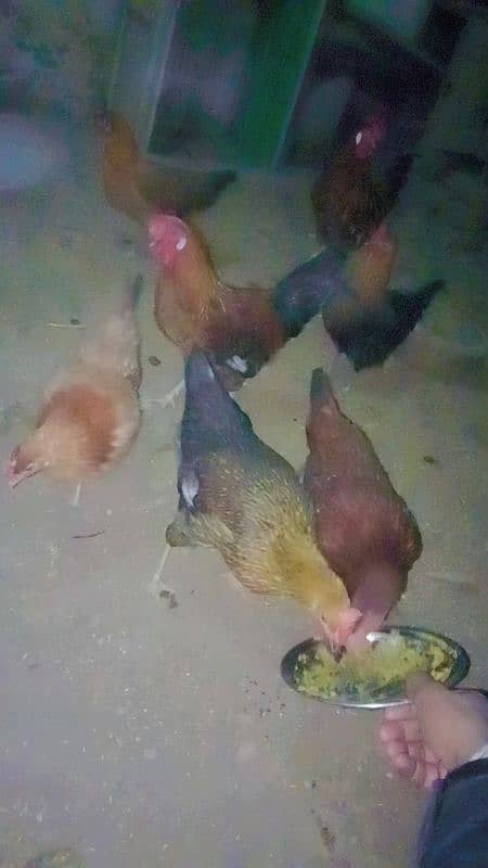 pure Desi hens for sale gar ki Pali huei 3