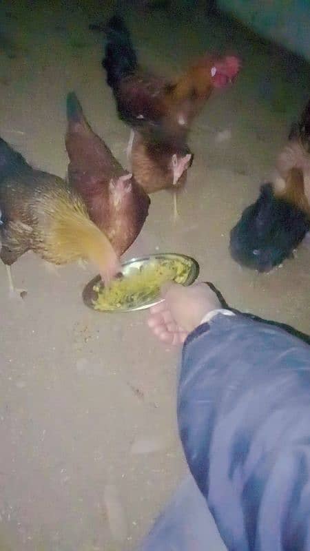 pure Desi hens for sale gar ki Pali huei 4