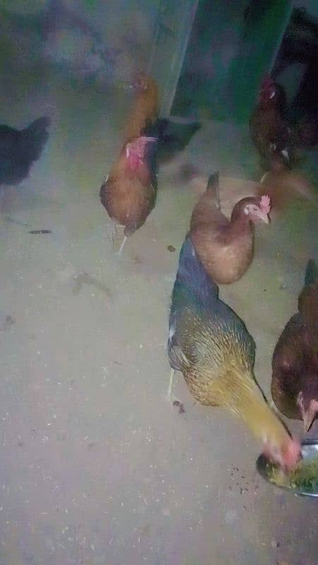 pure Desi hens for sale gar ki Pali huei 5