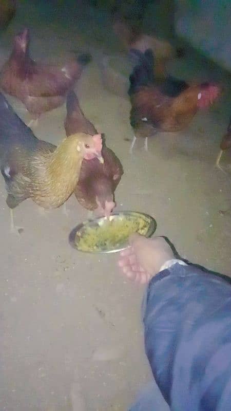 pure Desi hens for sale gar ki Pali huei 6